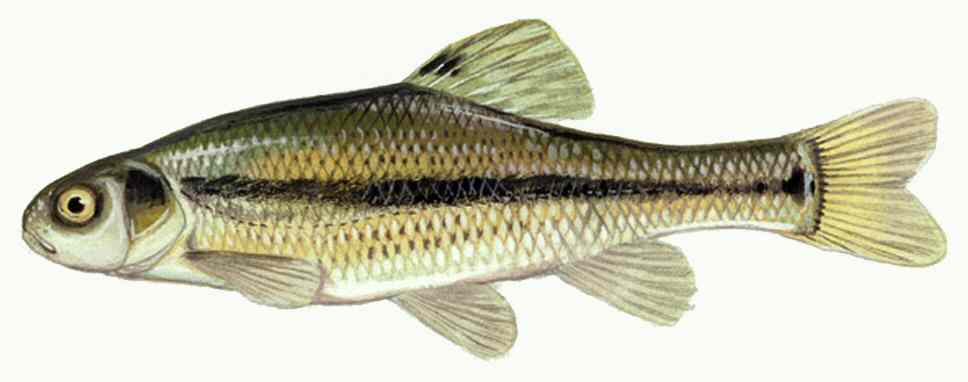 Fish Ratings Assigns Final Ratings to Eight Species of Minnow – Fish Ratings